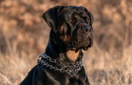 Best Collar for Aggressive Dog Reviews + Buying Guide