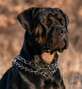 Best Collar for Aggressive Dog Reviews + Buying Guide