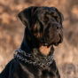Best Collar for Aggressive Dog