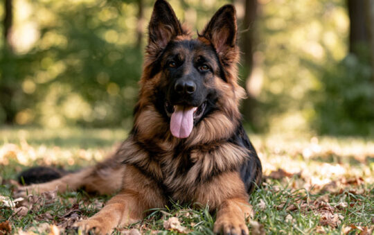 Best Dog Bed for German Shepherd 2026: Reviews + Buying Guide