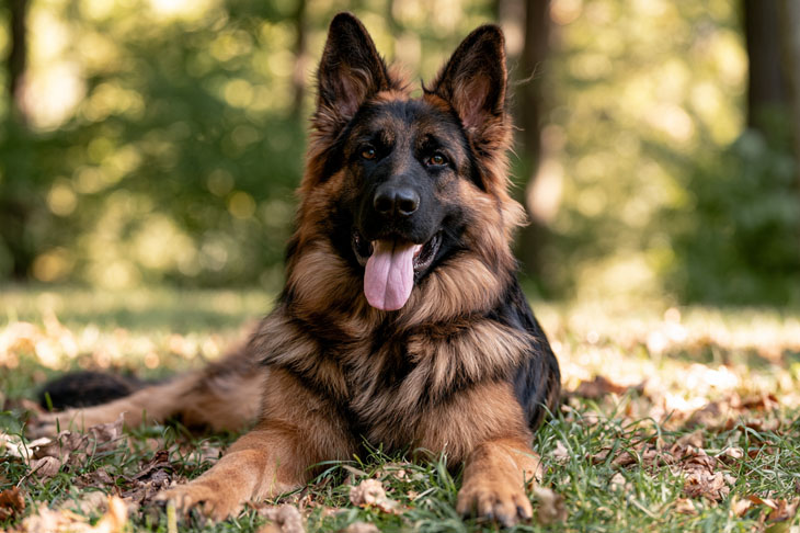 Best Dog Bed for German Shepherd 2026: Reviews + Buying Guide