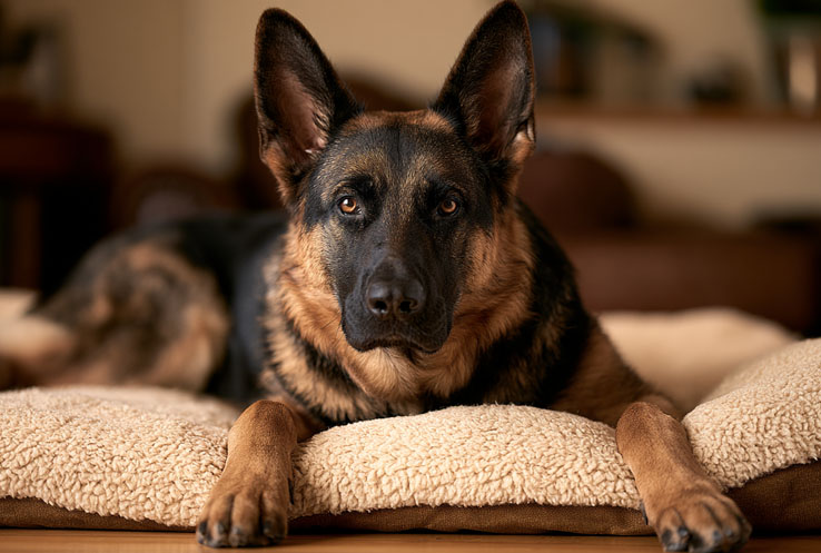 Best Dog Bed for German Shepherd